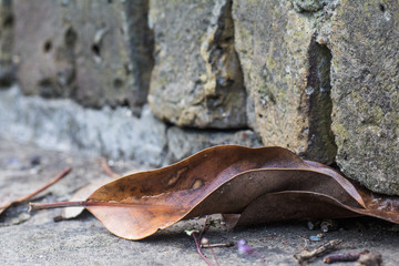 Single Dry Brown Fallen Leaf on a Brick Step