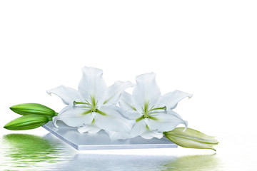 Obraz na płótnie Canvas Flower lily isolated on white background. summer