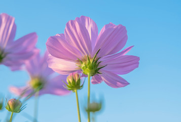 Close-up of pink cosmos flowers in the meadow with blue sky backgrounds, giving a fresh feeling and tranquil, Low angle view with copy space for text and idea.
