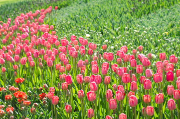 Lots of red and pink tulips in the park