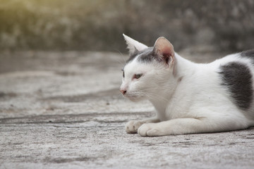 Cat white and black color sit on cement floor in home.