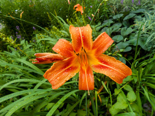 Fresh colorful lily flowers in the garden.