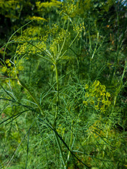  Close up background with yellow flowers on flowering dill herb in garden