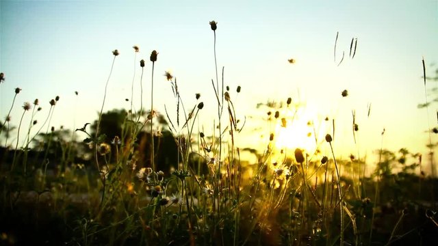 Flowers in sunset