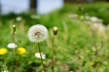 closed up of dandelion in the flowers garden in sunshine day