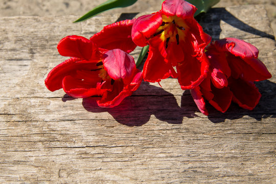 Red tulips on rustic wooden background with copy space