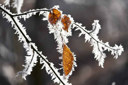 Frostiger Buchenzweig