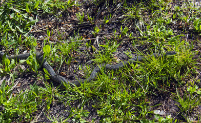 Black snake sunbathing in the spring sun in the grass