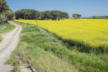 Yellow rapeseed field in bloom landscape
