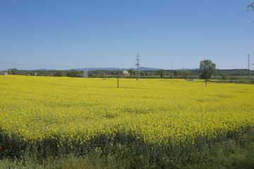 Beautiful yellow rapeseed field in bloom on a spring landscape