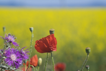 Red poppy flowers on a yellow rapeseed field