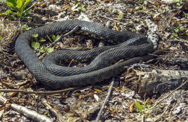 The snake heats in the forest on the leaves from the side
