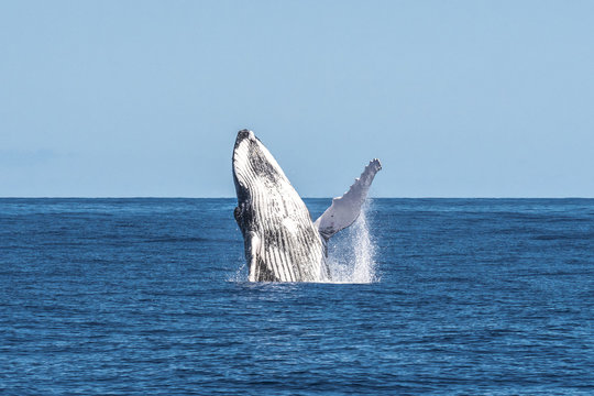 Humpback whale jumping out of water