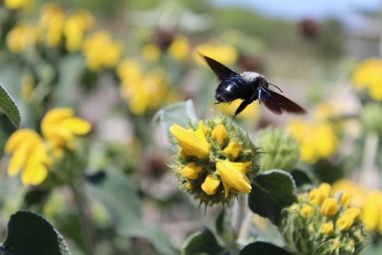 Abeille charpenti&egrave;re en vol