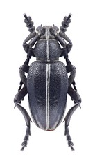 Beetle Dorcadion bravardi on a white background