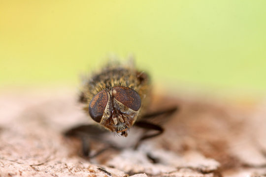 mouche