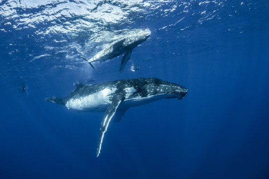 Whale watch 03
