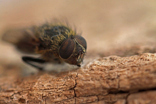 mouche