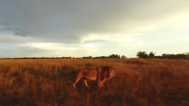 A lion walking through savannah at the sunset