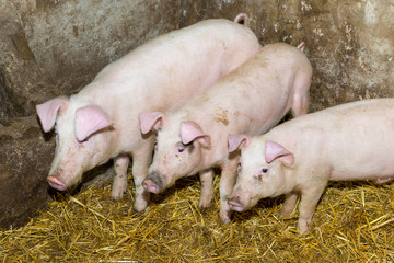 Breeding pigs on the farm. Pig flu.