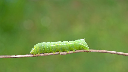 Pyramideneule, Amphipyra pyramidea, Raupe