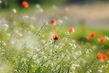 Red poppy flower grow near countryside road on a meadow. Soft green background