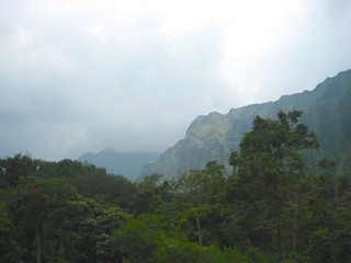 Fototapeta na wymiar Hawaii Rainforest in the Mist