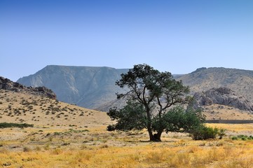 Beautiful tree in the mountains of Kazakhstan in summer