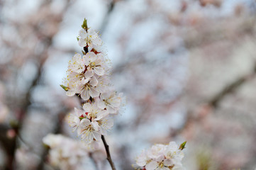 Beautiful apricot tree bloom in April