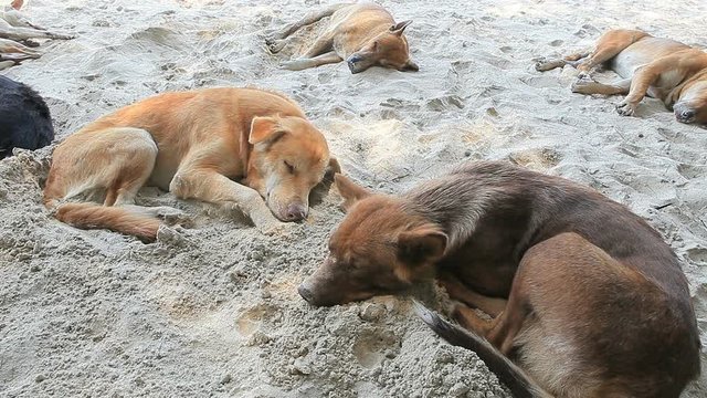 street dog lying on sand beach
