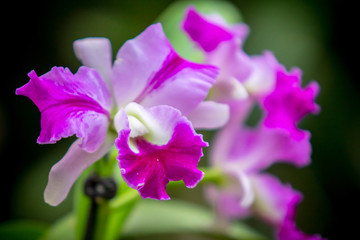 Fototapeta na wymiar Orchidea Phalaenopsis