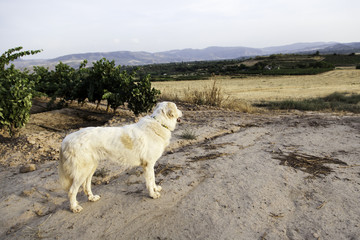 Fototapeta premium Mastiff dog field