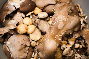 mushrooms and oyster mushrooms raw