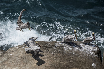 Pelícanos pescadores