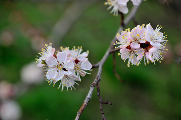 Beautiful apricot tree bloom in April
