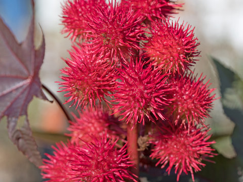 Rizinus, Wunderbaum, Bl&uuml;ten