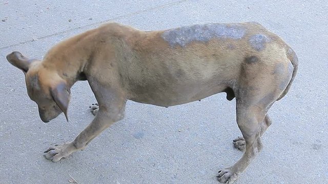steet dog