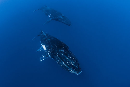 Mum, calf and escort 02