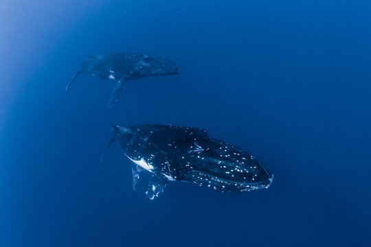 Mum, calf and escort 01