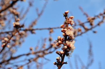 Beautiful apricot tree bloom in April