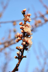 Beautiful apricot tree bloom in April