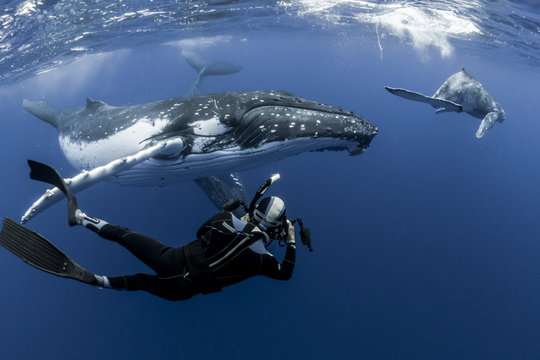 Photographer with whales 02