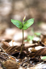 seedling beech forest