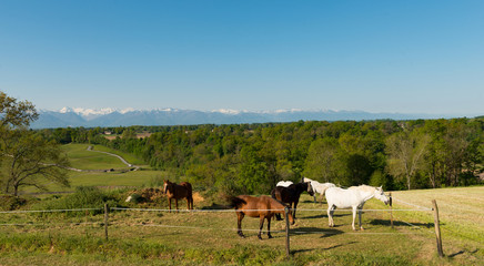 Fototapeta na wymiar Horses in the meadow, mountains Pyrenees in background
