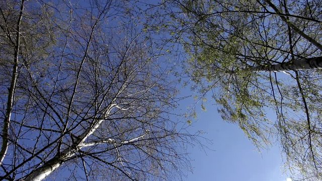 birch trees, blue sky from below view, spring