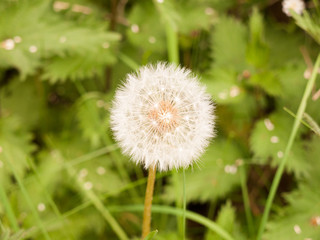 a sharp and clear isolated white dandelion head up close in spring