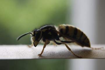 WASP