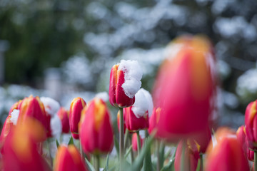 Beschneite rote Tulpen im April 