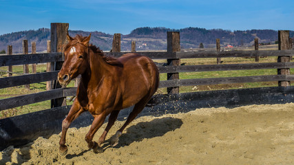 Horse in the round pen