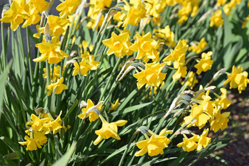 Narcisses jaunes au printemps au jardin